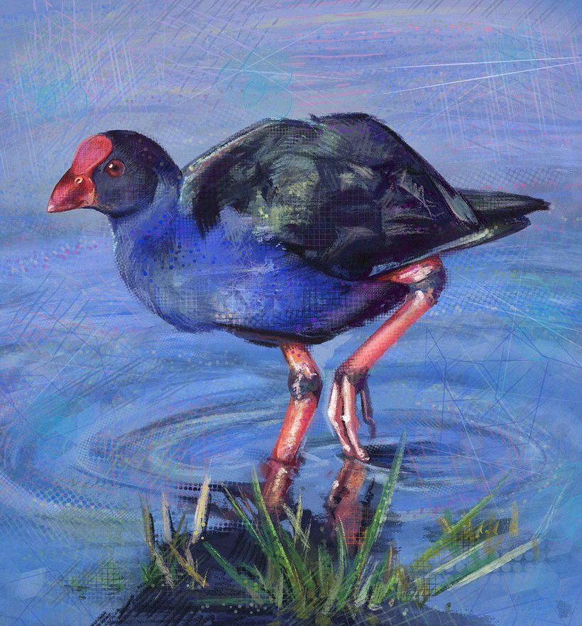 Pukeko