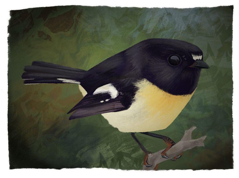 Tomtit