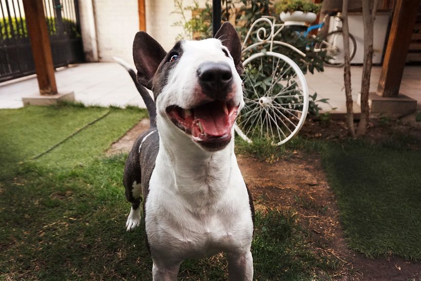 Mike mi Bull Terrier 