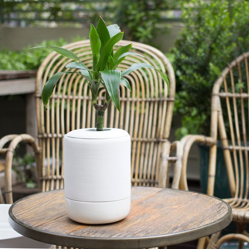 Colección Esenciales 5