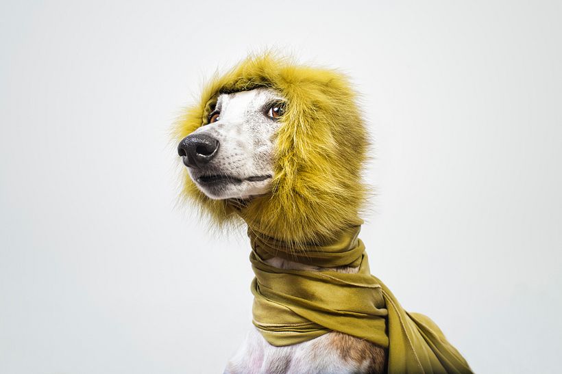 SofisticaDOGS 0