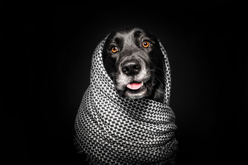 SofisticaDOGS 0