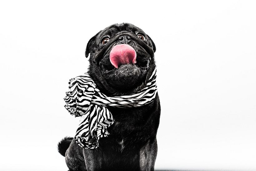 SofisticaDOGS 1