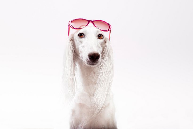 SofisticaDOGS 2