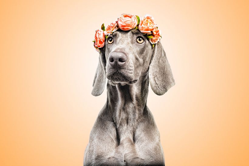 SofisticaDOGS 3
