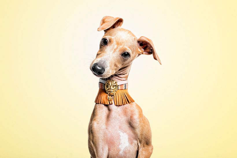 SofisticaDOGS 4