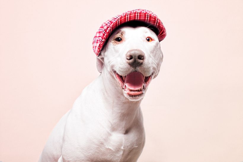 SofisticaDOGS 6