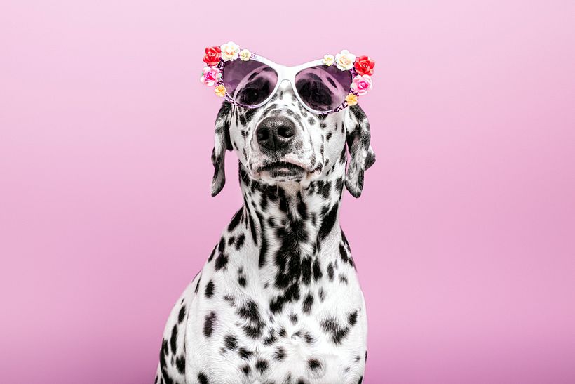 SofisticaDOGS 7