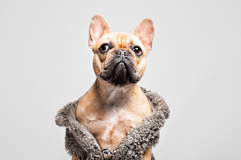 SofisticaDOGS 8