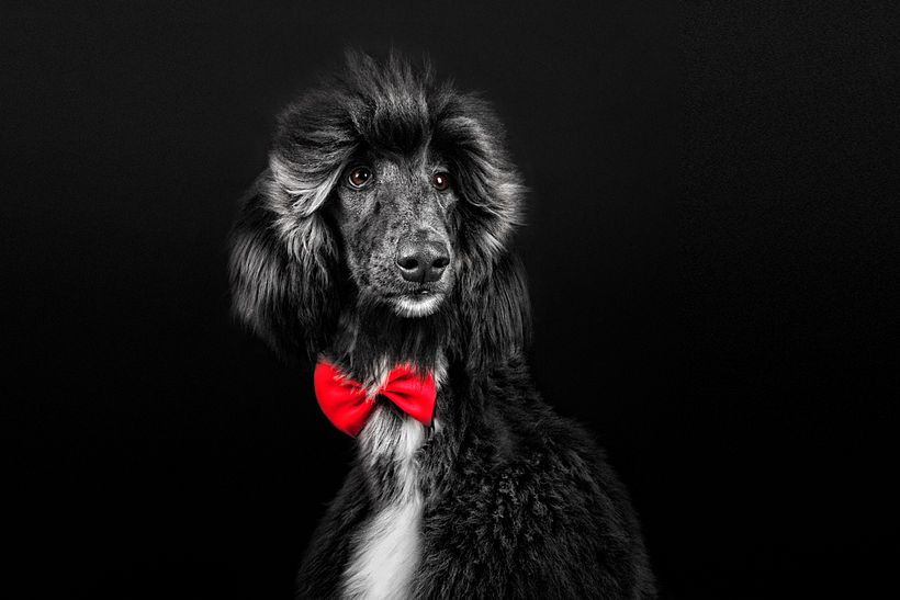 SofisticaDOGS 9