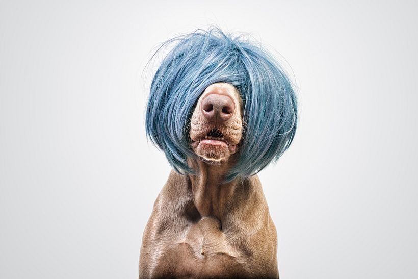 SofisticaDOGS 10
