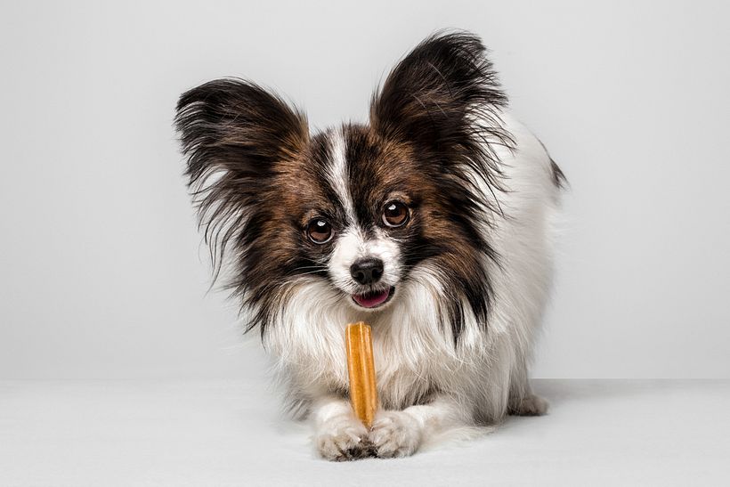 Snackys Dent 2