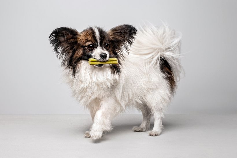 Snackys Dent 4
