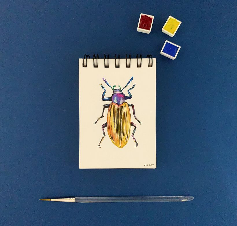 DIARIOS - MIS INSECTOS 2