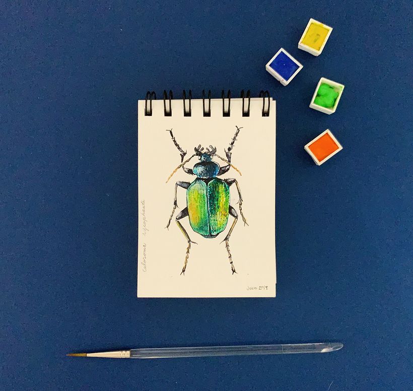 DIARIOS - MIS INSECTOS 3