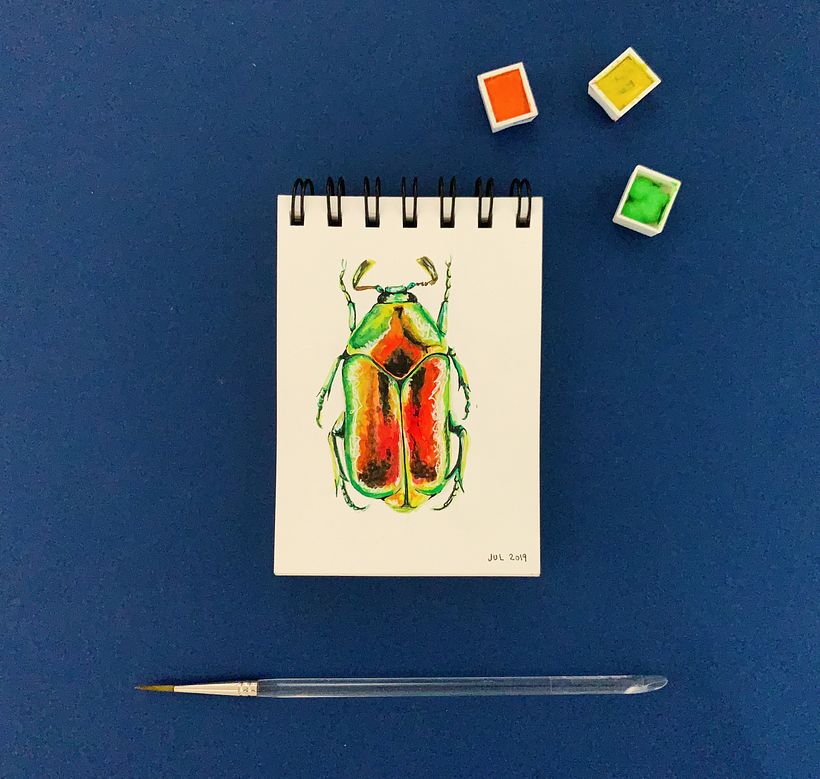 DIARIOS - MIS INSECTOS 4