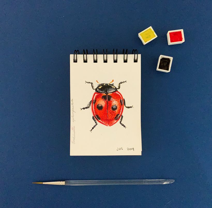 DIARIOS - MIS INSECTOS 5