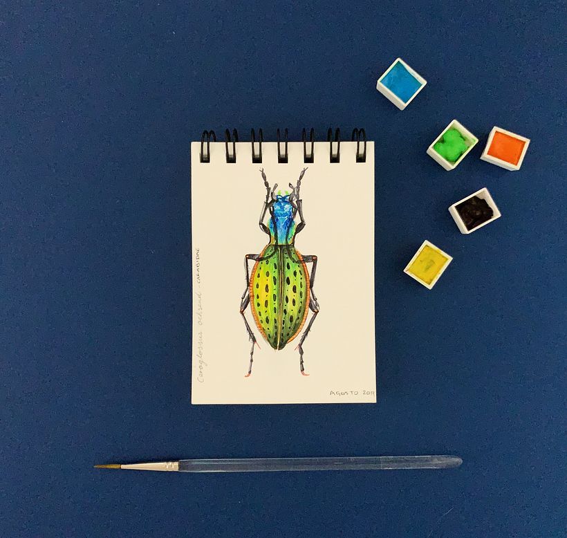 DIARIOS - MIS INSECTOS 6