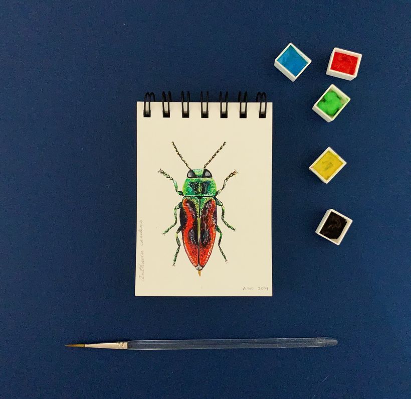 DIARIOS - MIS INSECTOS 7