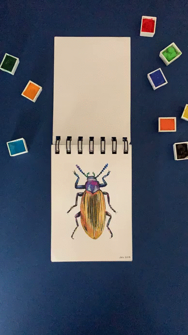 DIARIOS - MIS INSECTOS 9