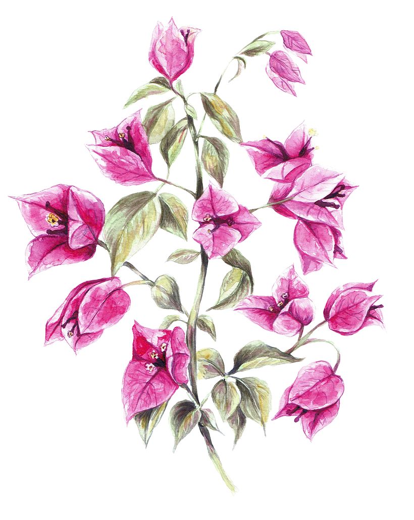 Flores botánica  12