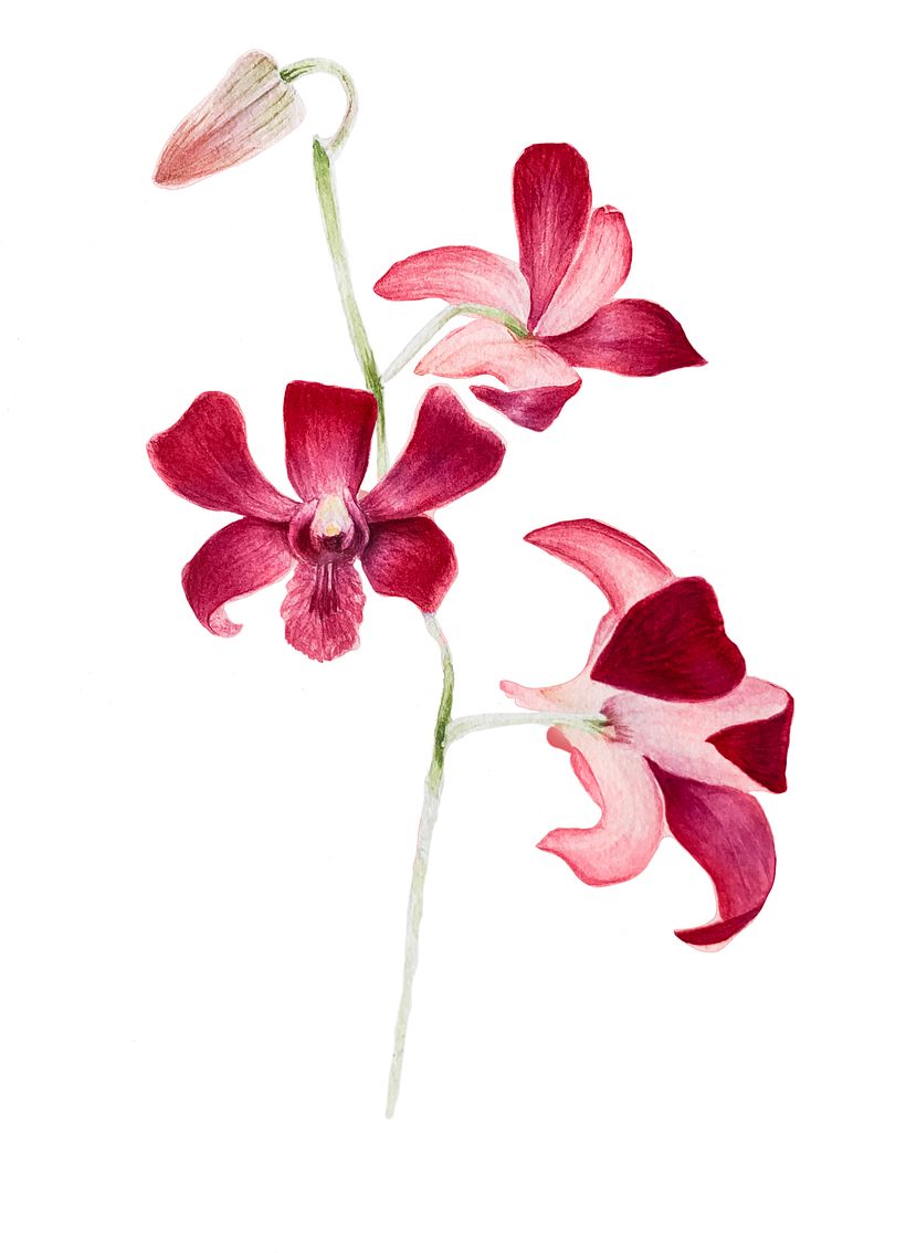 Flores botánica  13