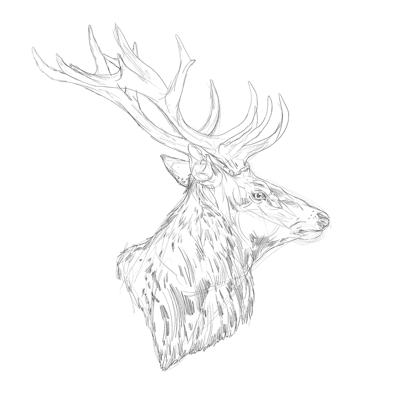 Sage - Bucks 3