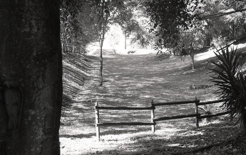 Mi Proyecto del curso: Revelado analógico en blanco y negro 2