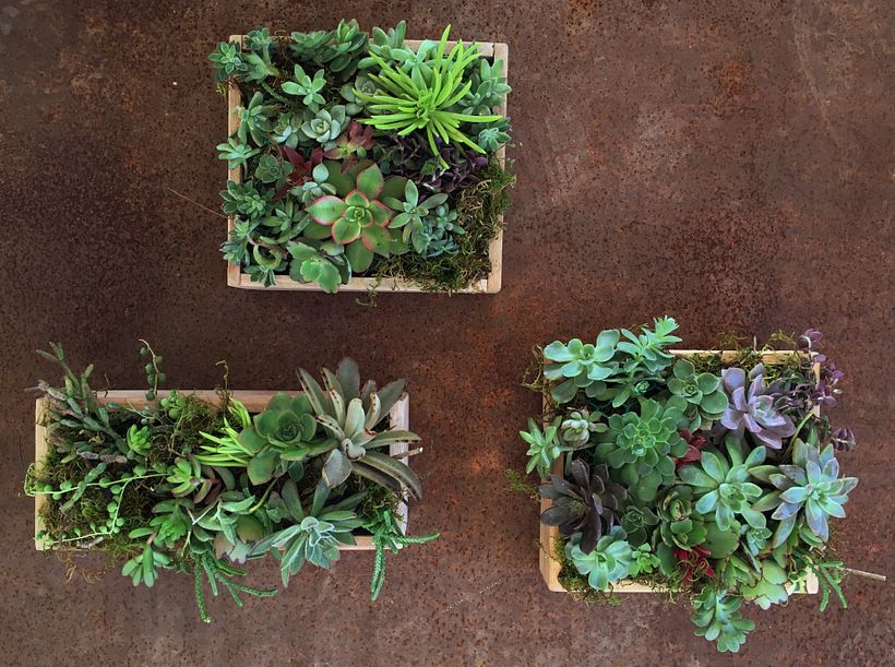 Compañía Botánica: composiciones con aplicación de musgo
