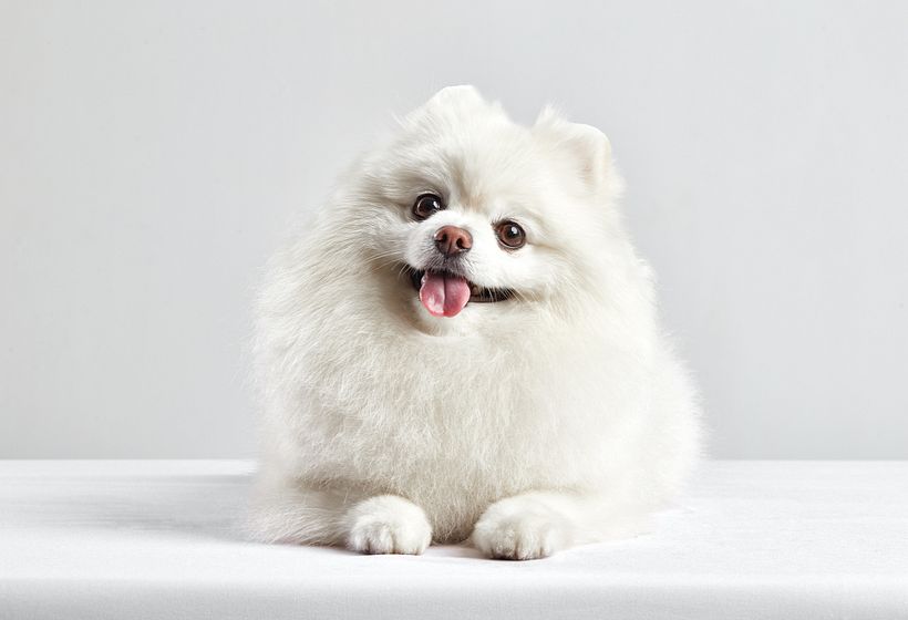 Mi Proyecto del curso: Fotografía de perros -1