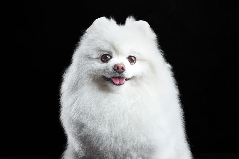 Mi Proyecto del curso: Fotografía de perros 1