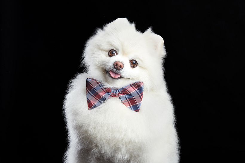 Mi Proyecto del curso: Fotografía de perros 2