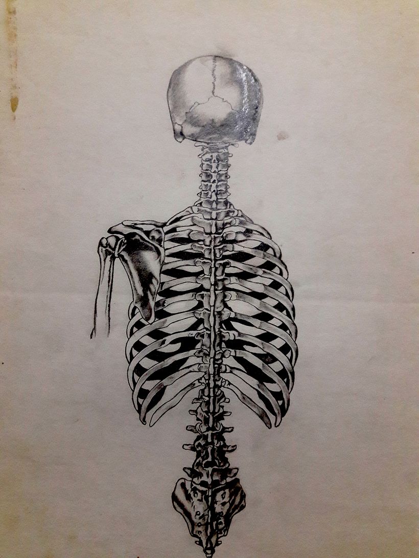 Columna Vertebral. Técnica: Lápiz Grafito