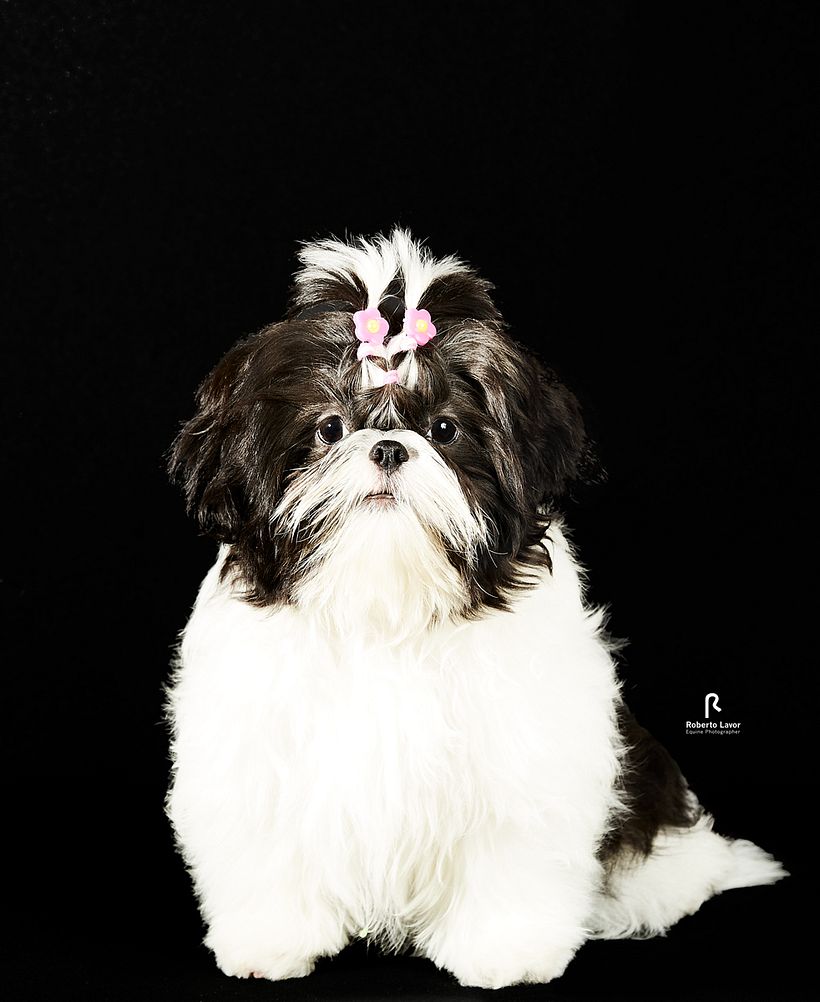 FOTO MARGOT, PROJETO INTRODUÇÃO A FOTOGRAFIA DE PETS! 0