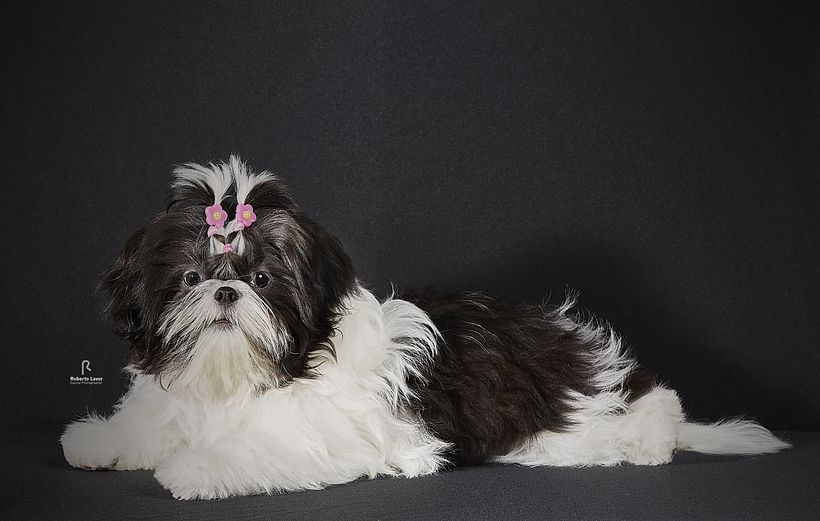 FOTO MARGOT, PROJETO INTRODUÇÃO A FOTOGRAFIA DE PETS! 1