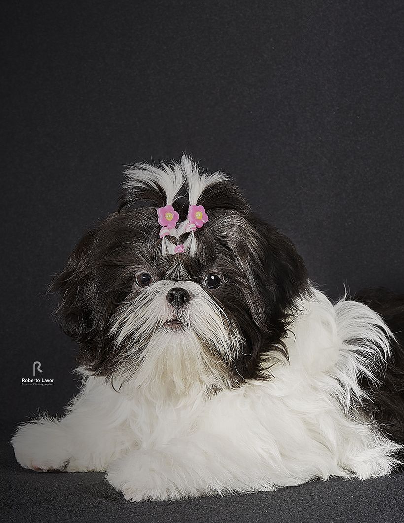 FOTO MARGOT, PROJETO INTRODUÇÃO A FOTOGRAFIA DE PETS! 2