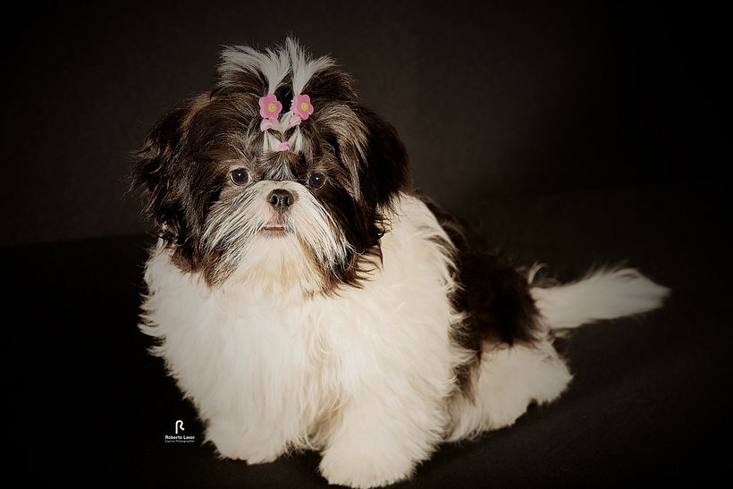 FOTO MARGOT, PROJETO INTRODUÇÃO A FOTOGRAFIA DE PETS! 3