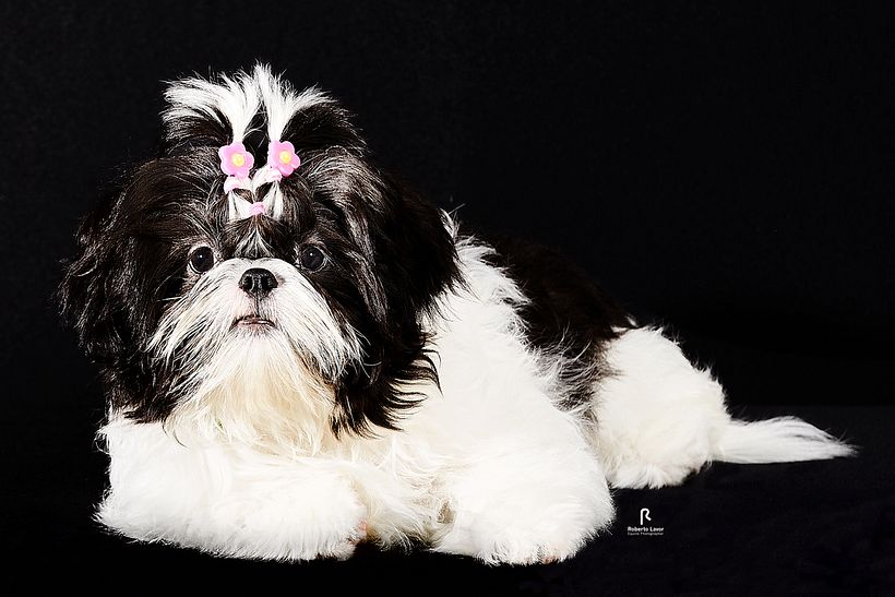 FOTO MARGOT, PROJETO INTRODUÇÃO A FOTOGRAFIA DE PETS! 4