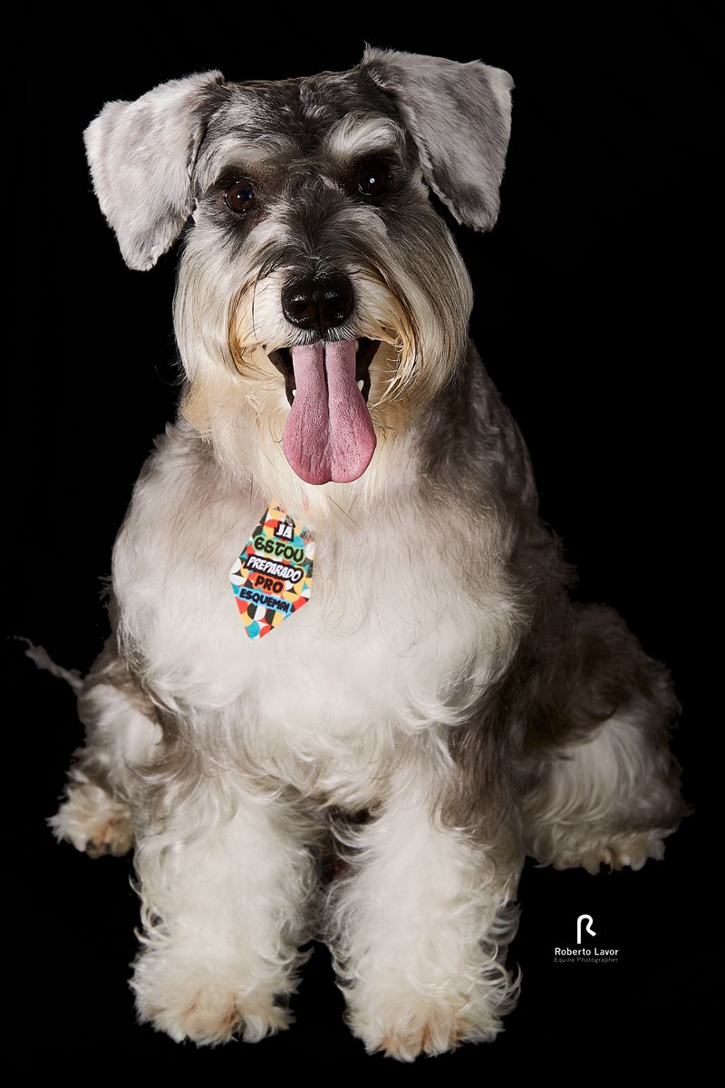 FOTO MARGOT, PROJETO INTRODUÇÃO A FOTOGRAFIA DE PETS! 5