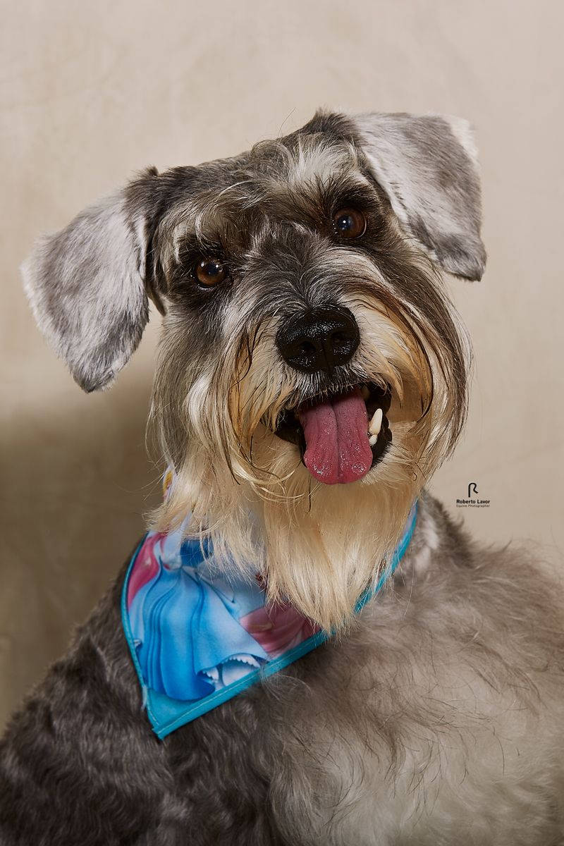 FOTO MARGOT, PROJETO INTRODUÇÃO A FOTOGRAFIA DE PETS! 6