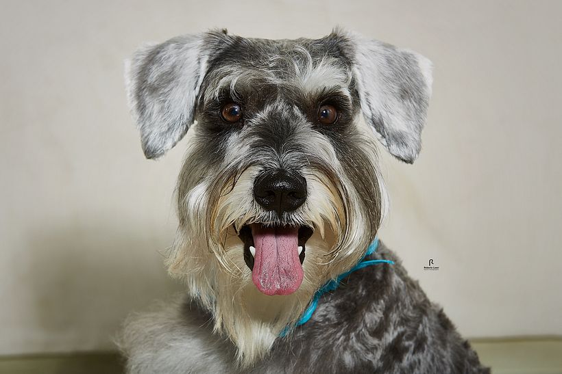 FOTO MARGOT, PROJETO INTRODUÇÃO A FOTOGRAFIA DE PETS! 7