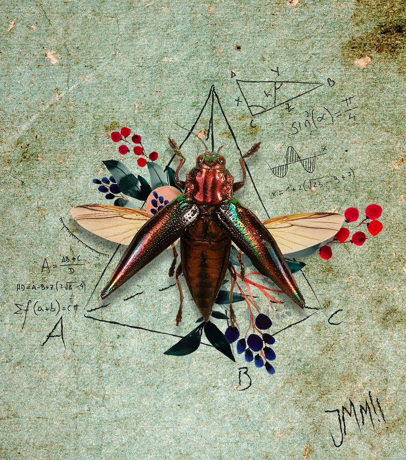 INSECTOS 1