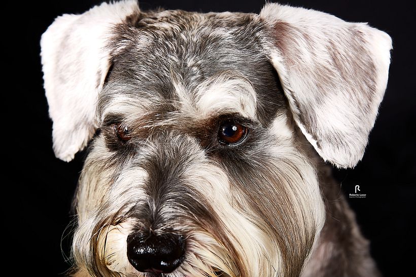 FOTO MARGOT, PROJETO INTRODUÇÃO A FOTOGRAFIA DE PETS! 8