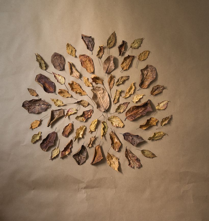 Recogí hojas secas y las pegué sobre papel marrón con un diseño radial.