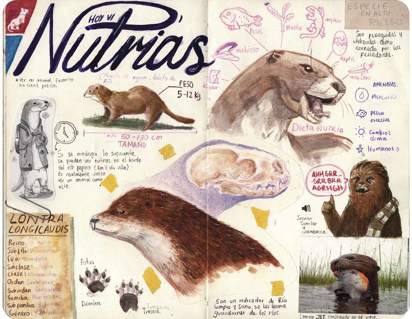 Bitácora ilustrada de un viajero MOCOA - Design