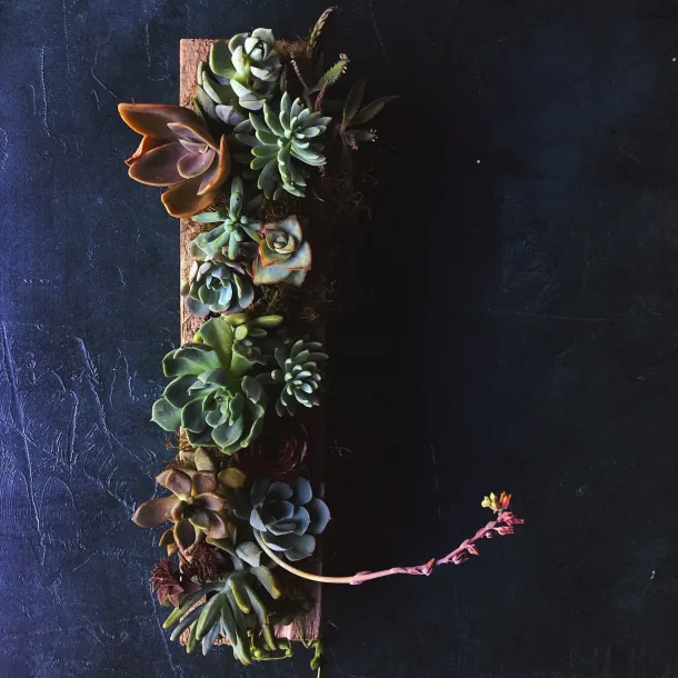 Compañía Botánica: multicolored compositions
