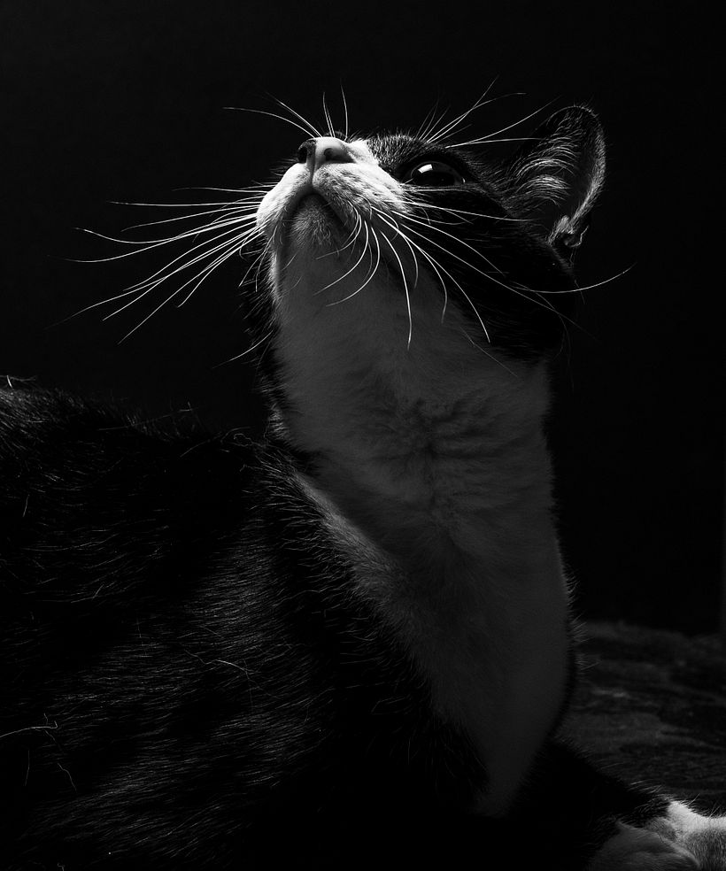 Voodoo