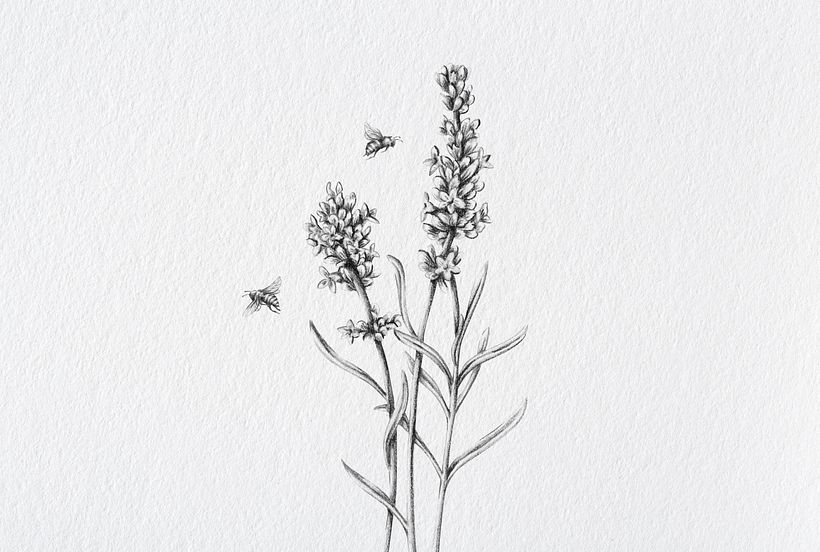 Camphora Botánica 4