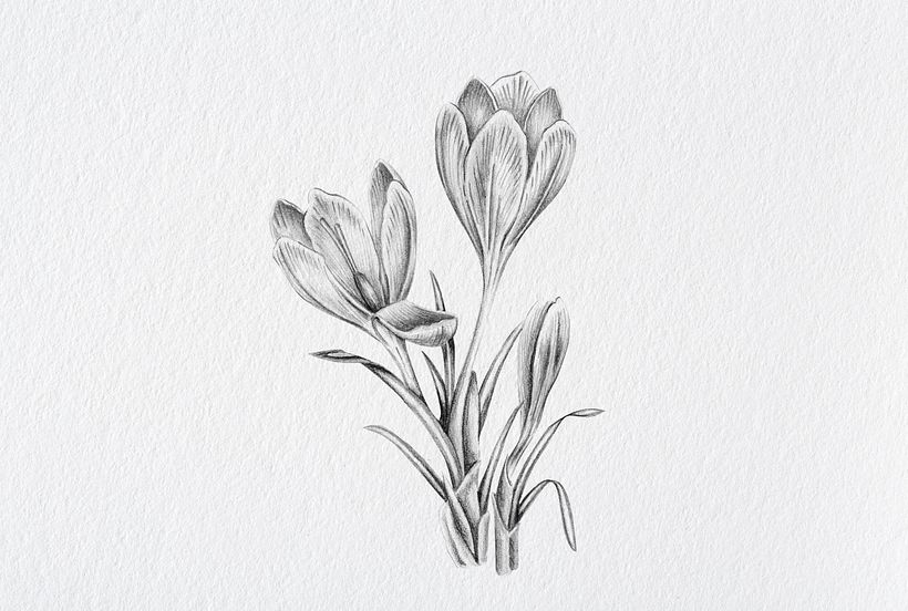 Camphora Botánica 7