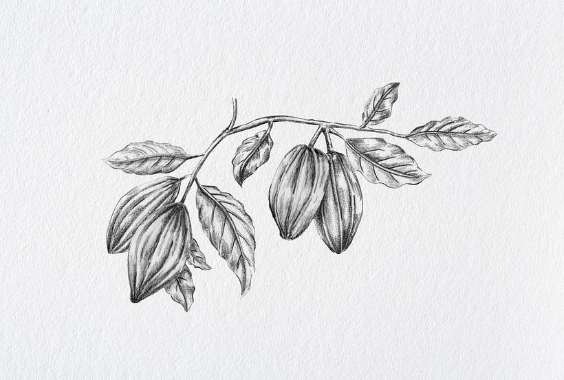 Camphora Botánica 12